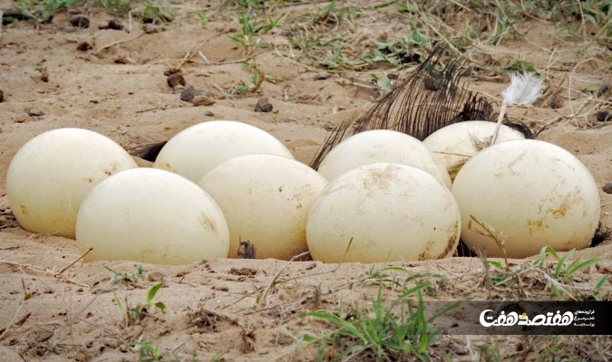 مراقبت از تخم شترمرغ